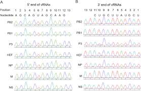 Igg elisa kit allows for the in vitro quantitative determination of igg concentrations in plasma, tissue homogenates and other biological fluids. Establishment Of A Reverse Genetics System For Influenza D Virus Biorxiv