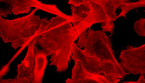 Periodontics & Oral Medicine