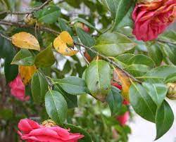Gardenia Holly Magnolia Azalea Camellia Yellow Leaves In Spring Walter Reeves The Georgia Gardener