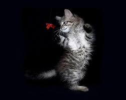 This 3d cute kitty launcher is also a smart and clean launcher that enables you to customize your phone with the. Time For Fun Black Cute Kitty Red White Hd Wallpaper Animals Wallpaper Better