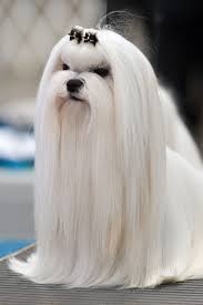 Maltese Show Coat Maltese Dogs Dogs Long Haired Dogs