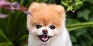 He is a really cute cat, and i hope he is happy now in cat heaven. World S Cutest Dog Boo Died Of A Broken Heart His Owners Say
