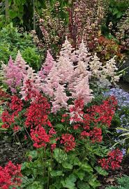 They also survive shade, provided they receive sun in early spring. 170 Deer Resistant Plants Ideas Deer Resistant Plants Plants Perennials
