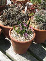 Image result for Ledebouria cooperi
