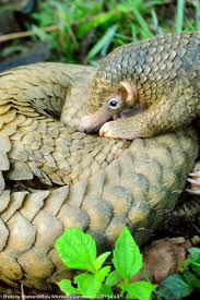 Pangolins Get Their Name From Their Special Defensive Mechanism The Name Pangolin Comes From The Malay Word Pe Africa Wildlife Rainforest Trust Forest Habitat