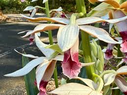 Image result for Phaius