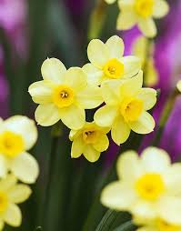 10 Types Of Daffodils You Ll Want In Your Garden This Spring Daffodils Planting Different Types Of Flowers Beautiful Flowers