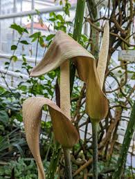 Image result for Anchomanes