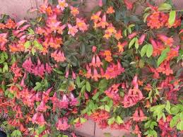 Image result for Bignonia capreolata