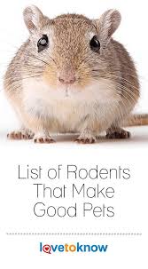 Many People Keep Rodents As Pets But Some Have Better Pet Potential Than Ot Pet Rodents Rodents Pet Mice