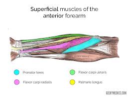 The term forearm is used in anatomy to distinguish it from the arm. Muscles Of The Anterior Forearm Anatomy Geeky Medics