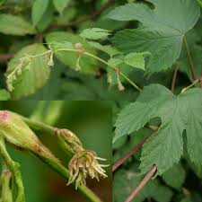 Image result for Cannabaceae