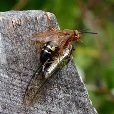Sign up for free today! Cicada Wasp Hunters How To Control Cicada Killer Wasp