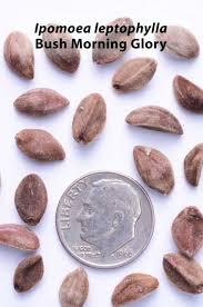 Image result for Ipomoea blepharophylla