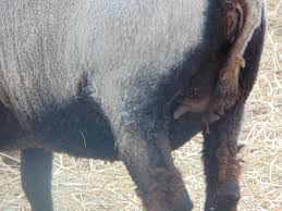 1st Pregnancy Udder Development Backyardherds Goats Horses Sheep Pigs More