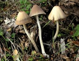 Image result for Paralepistemon shirensis