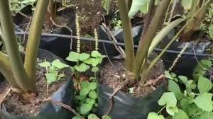 Untung tanam keledek ni…boleh dikatakan macam pokok 2 in 1…selain daripada ubi, pucuknya juga mempunyai khasiat tersendiri. Tanam Ubi Keledek Dalam Guni Saidi Melaka Terkini