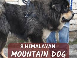 8 Breeds Of Himalayan Mountain Dogs Sheepdogs Mastiffs And More Pethelpful By Fellow Animal Lovers And Experts As a rule, people select a pet which can mirror their individuality we might also assist in name choice for your male or female friend. 8 breeds of himalayan mountain dogs