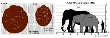 elephant information facts pictures