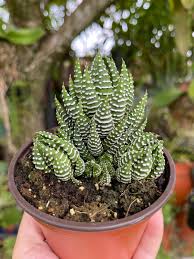 Image result for Habenaria attenuata