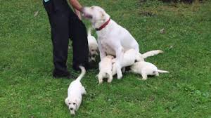 If white lab puppies appeal to you, then make sure that the breeder has not focused on color to the detriment of health or temperament. Alex Labrador Retriever Yellow Puppy For Sale Keystone Puppies
