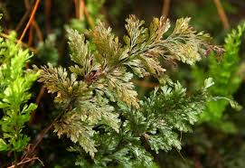 Image result for Hymenophyllaceae