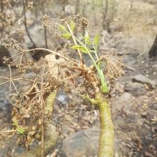 Image result for Steganotaenia