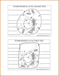 During what phase of the cell cycle does the cell prepare for mitosis? Cell Cycle Regulation Worksheet Printable Worksheets And Activities For Teachers Parents Tutors And Homeschool Families
