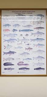 Untuk melakukannya butuh keahlian dalam teknik memancing dan meracik umpan. Fresh Water Fish Steemit