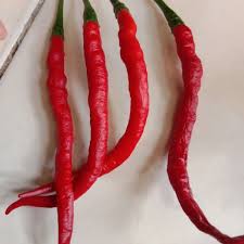 Lada cili sayur merah gambar unduh gratis. 1g Seeds Cili Merah Thailand Rasa Lebih Pedas Berbanding Cili Kulai Shopee Malaysia