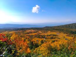 Image result for Hakkoda Walk