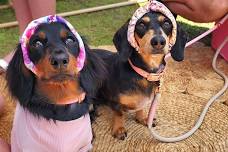 PuppyPalooza