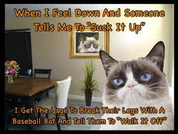 Grumpy Cat Funny Grumpy Cat Memes Animal Puns Funny Grumpy Cat