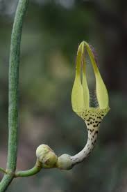 Image result for Ceropegia cimiciodora