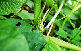 Image result for Piper umbellatum