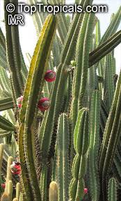 The cereus peruvianus (cereus repandus). Cereus Peruvianus Cereus Uruguayanus Cereus Hildmannianus Night Blooming Cereus Peruvian Apple Column Cactus Apple Cactus Toptropicals Com