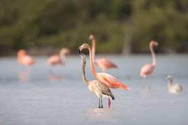 Birds Of The Bahamas Photos The Bahamas Are Filled With Flamingos Once Again
