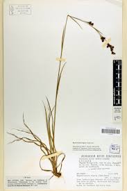 Image result for Rhynchospora rugosa