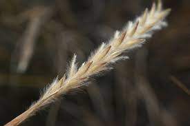 Image result for Elionurus