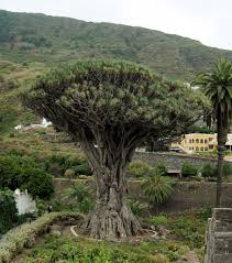 This product has no reviews yet. Dracaena Plant Wikipedia