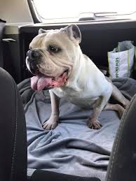 We found that americanbulldog.rescueme.org has neither alexa ranking nor estimated traffic numbers. Buckeyebulldogrescue Buckibuldogresq Twitter