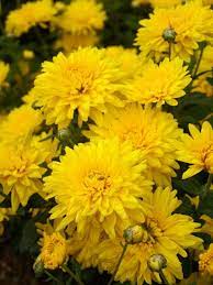 (about his love was overlooked). Mum Golden Regards Bluestone Perennials Chrysanthemum Perennials Chrysanthemum Plant