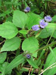 Image result for Cyanotis vaga