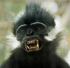 Bird With Spiky Hair The Francois Langur Is An Endangered Species Hailing From The Tropical Subtropical Zones Of Southeast China Th Animals Animals Beautiful Baby Snow Leopard