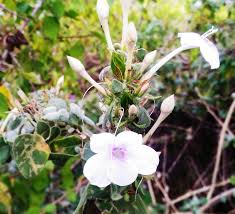 Image result for Barleria megalosiphon