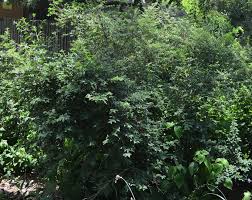 Image result for Tinnea