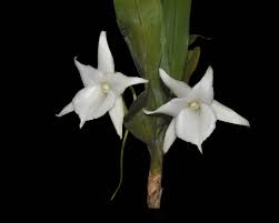 Image result for Angraecum conchiferum