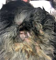 Image result for mold in the ear dog