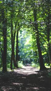 Tree 4k Wallpaper Forest Images Hd We hope you enjoy our growing collection of hd images to use as a background or home screen for please contact us if you want to publish a windows lock screen wallpaper on our site. tree 4k wallpaper forest images hd