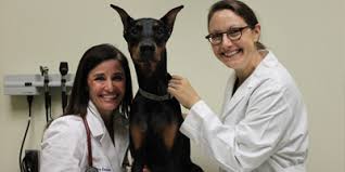 The search tool above returns a list of breeders located nearest to the zip or postal. Uf To Study Fatal Heart Disease In Doberman Pinschers